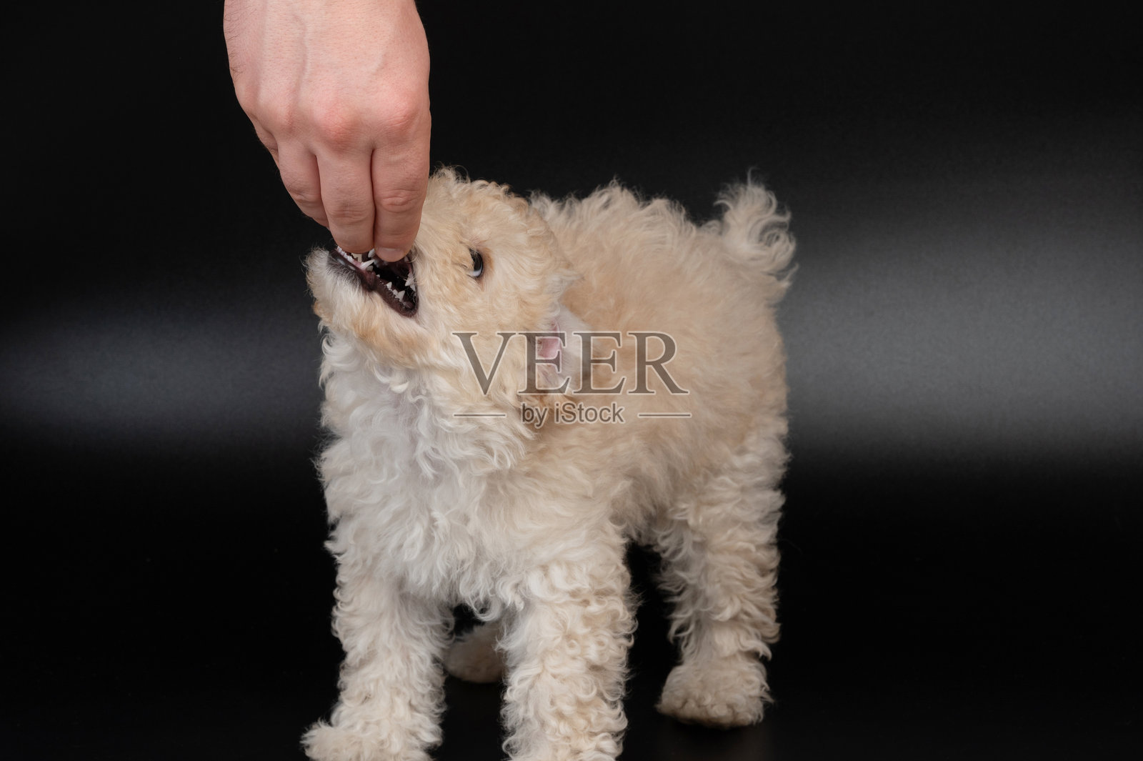 小贵宾犬在玩手照片摄影图片