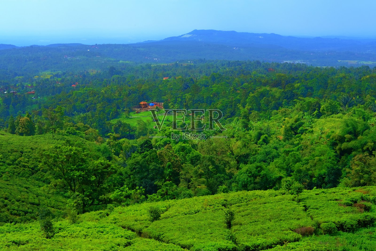 一幅令人惊叹的风景，展现了郁郁葱葱的茶园，周围环绕着茂密的森林，远处有一座小房子。照片摄影图片