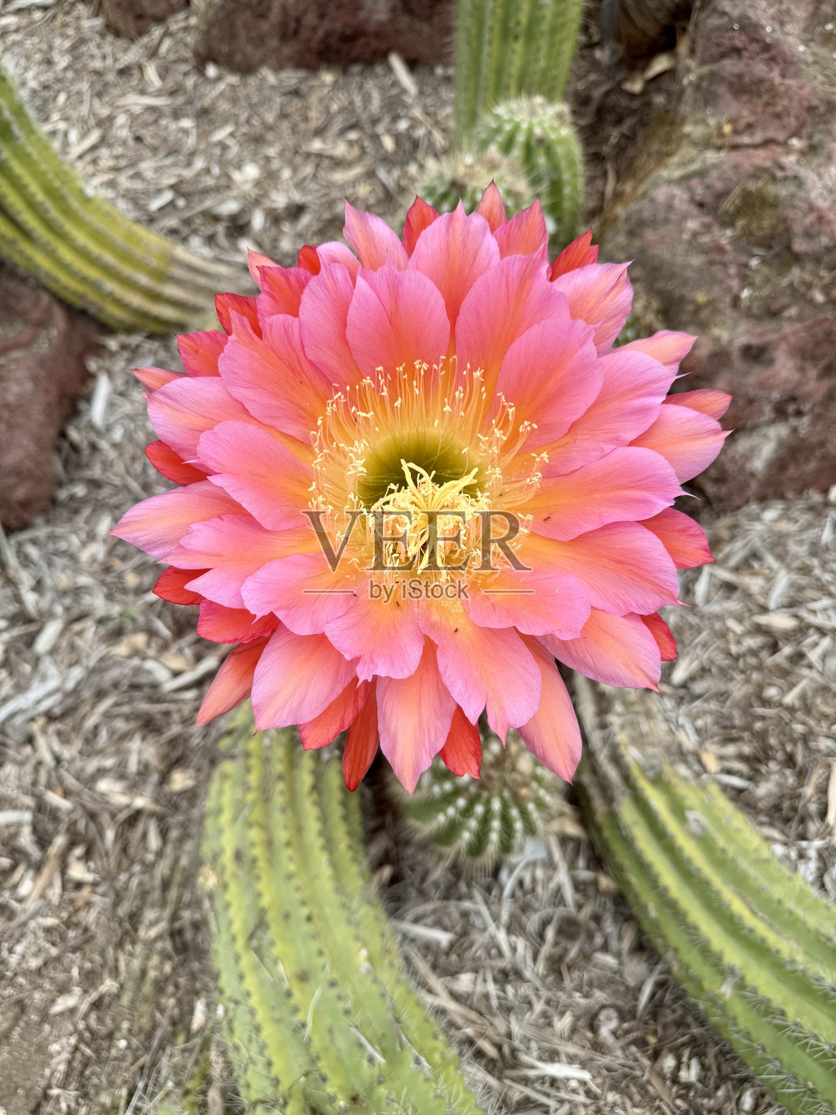 粉色开花的仙人掌照片摄影图片