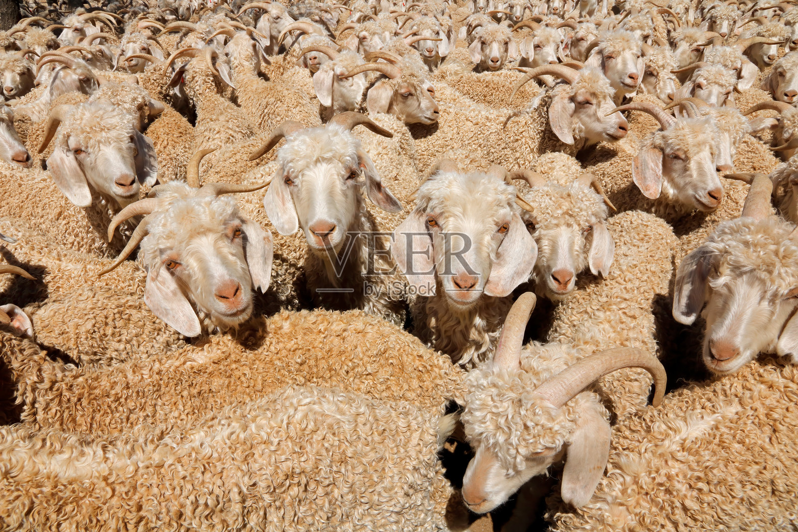 安哥拉山羊挤在南非乡村农场的围栏里照片摄影图片