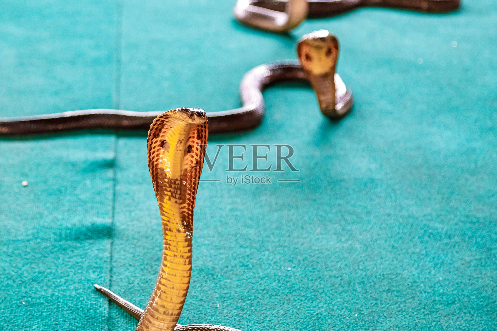 单片眼镜眼镜蛇站在青绿色的表面上照片摄影图片