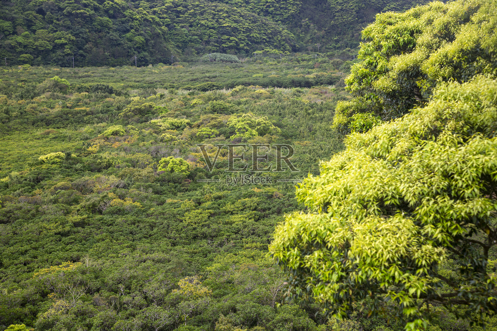 奄美大岛的创意本质照片摄影图片
