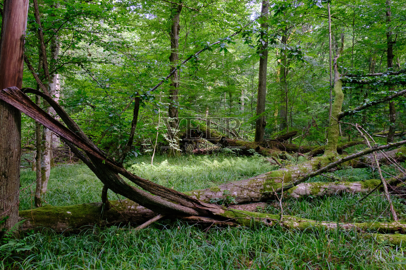 苔藓包裹着一部分破损的榆树枝条照片摄影图片