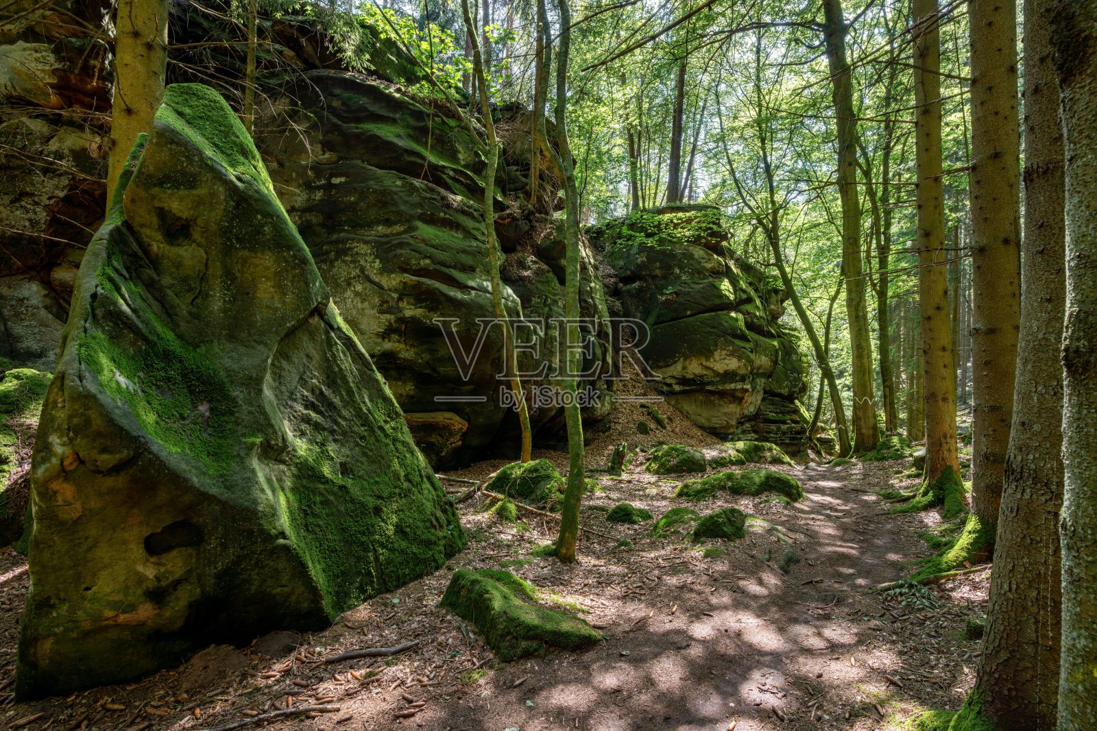 阳光下的森林小径，满是苔藓覆盖的岩石和树木。照片摄影图片