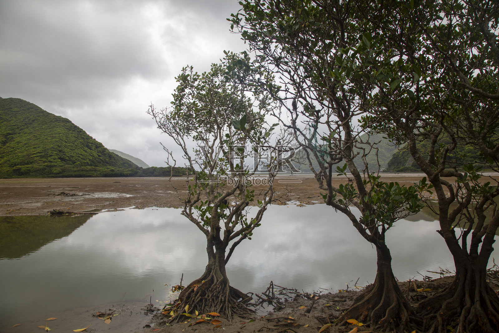 奄美大岛的创意本质照片摄影图片