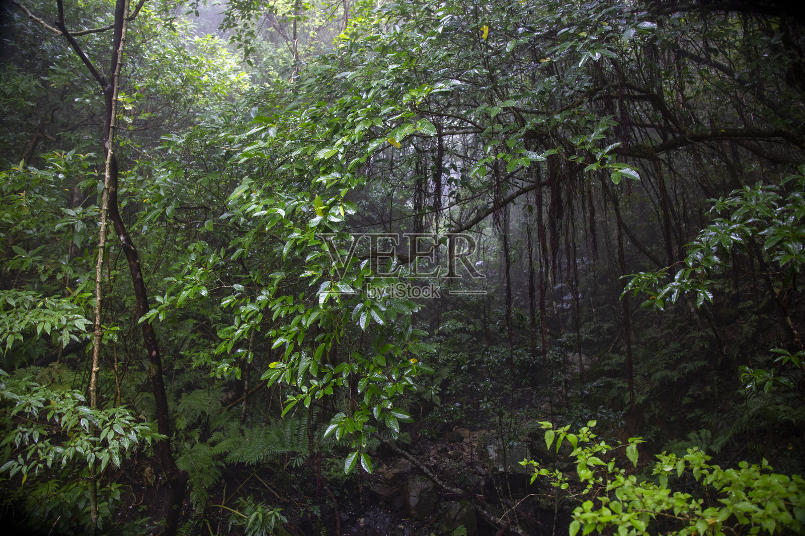 奄美大岛的创意自然，蕨类植物森林，世界遗产地照片摄影图片