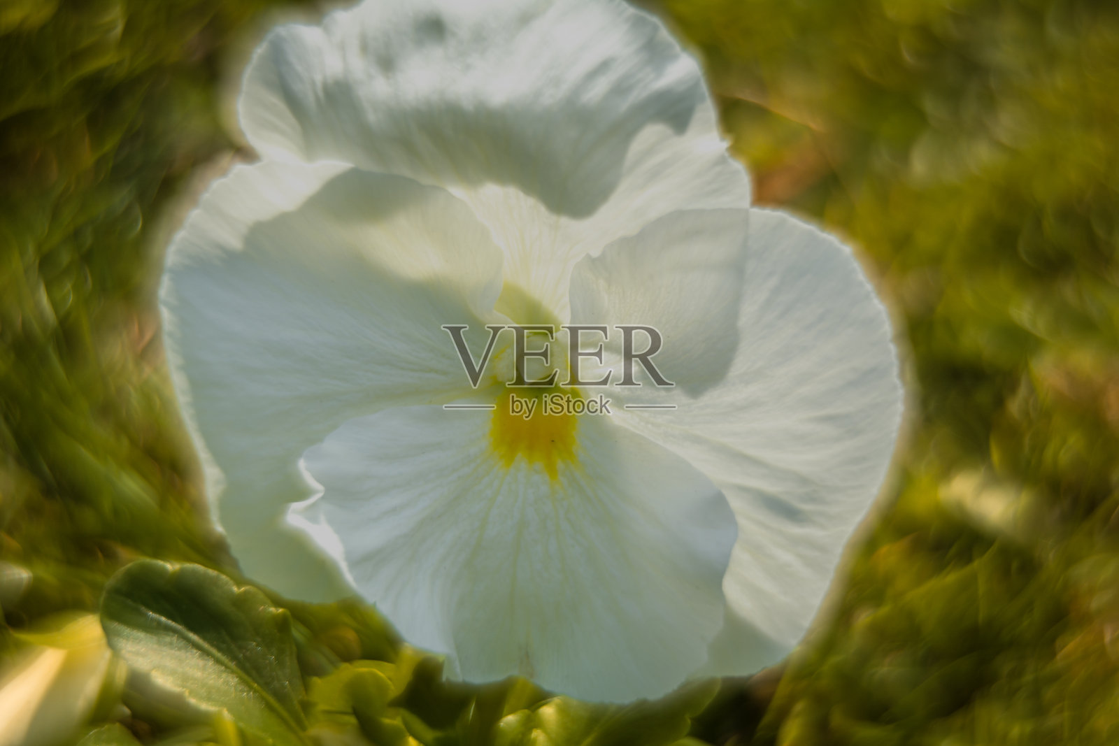 春天的花朵，三色堇特写。照片摄影图片