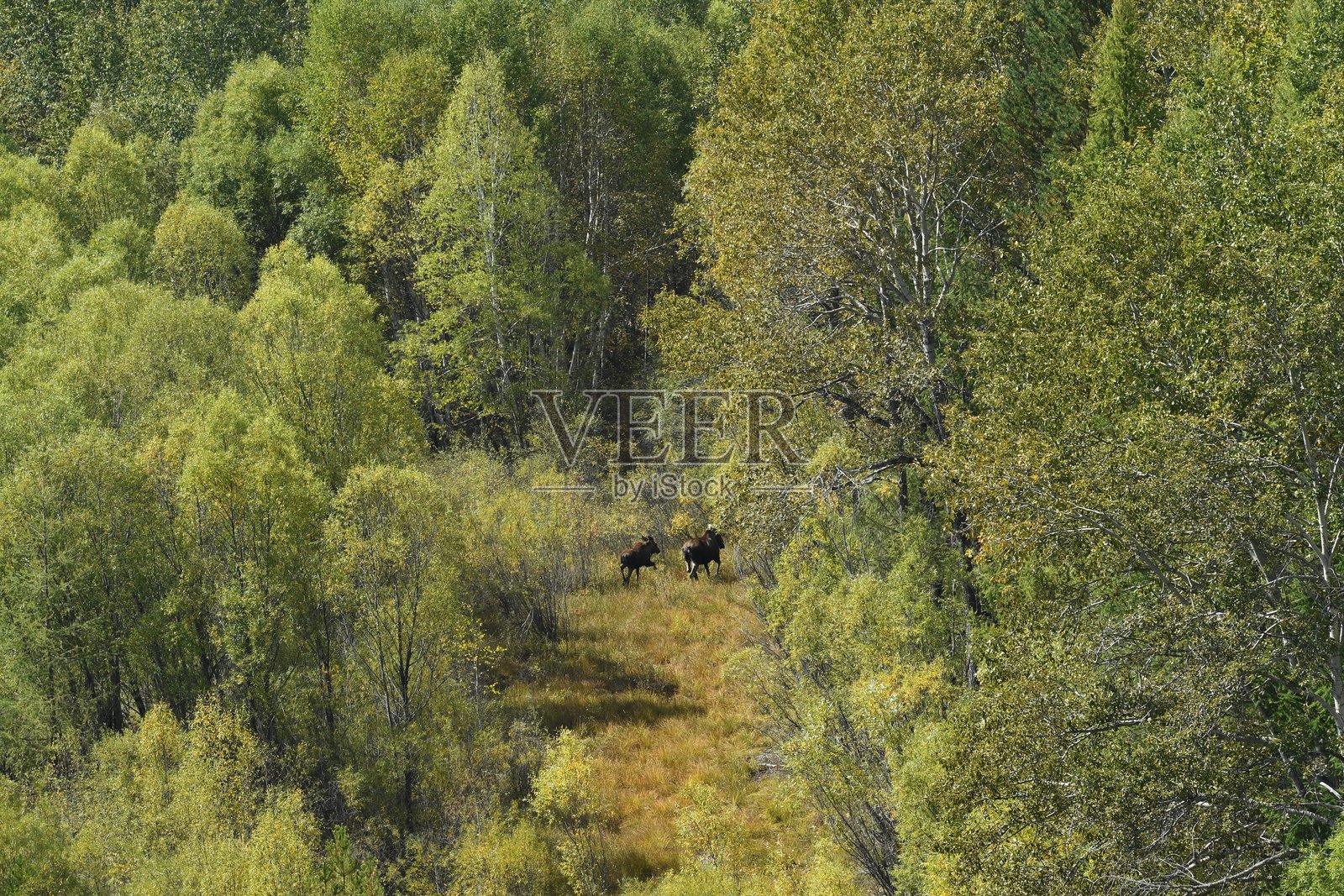 驼鹿与小鹿。照片摄影图片