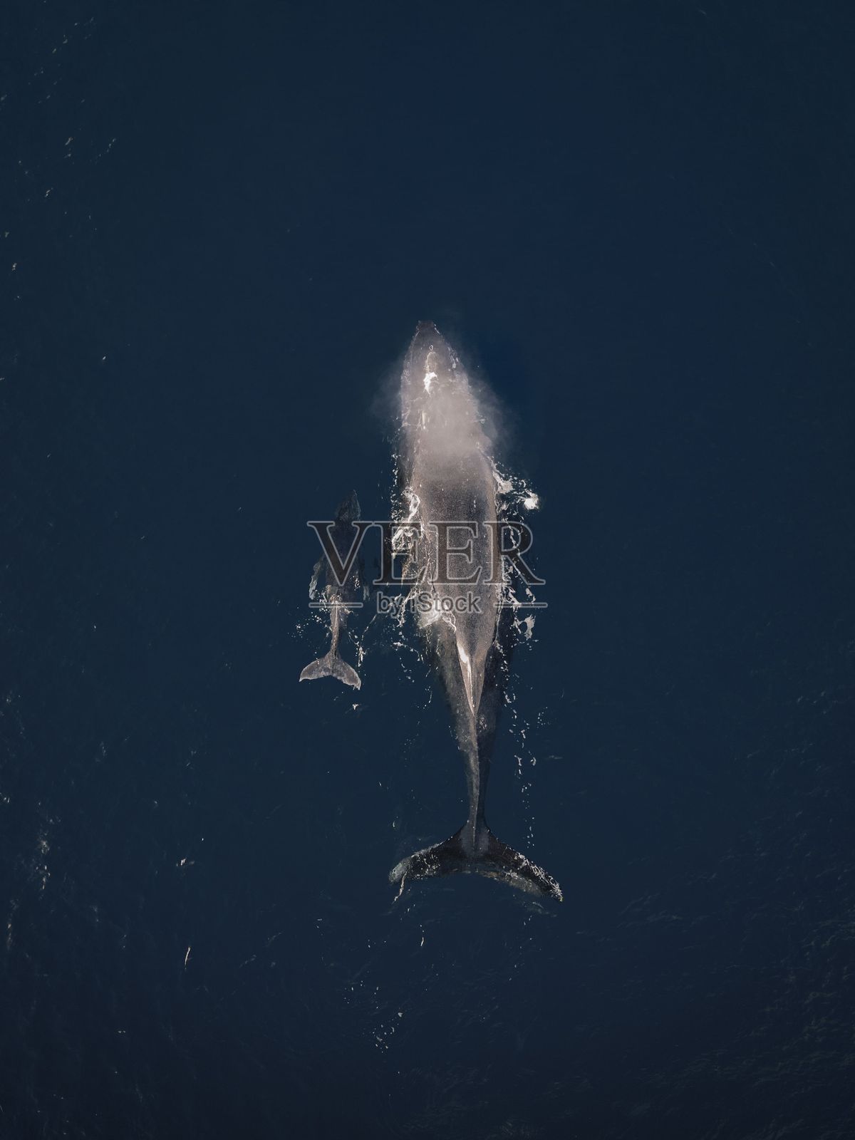 母鲸和幼鲸在海洋中的鸟瞰图。照片摄影图片