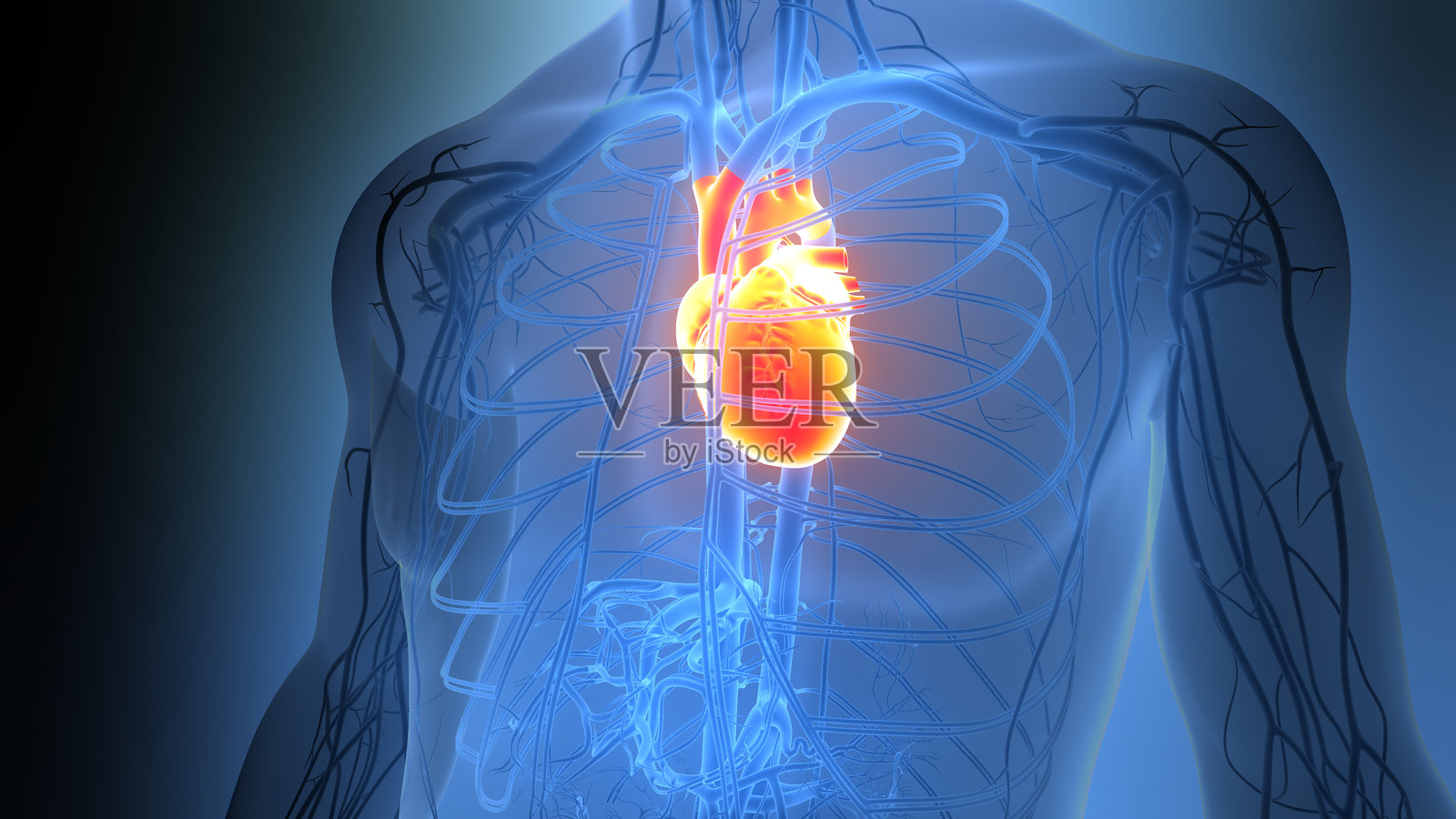 人类循环系统心脏解剖结构照片摄影图片