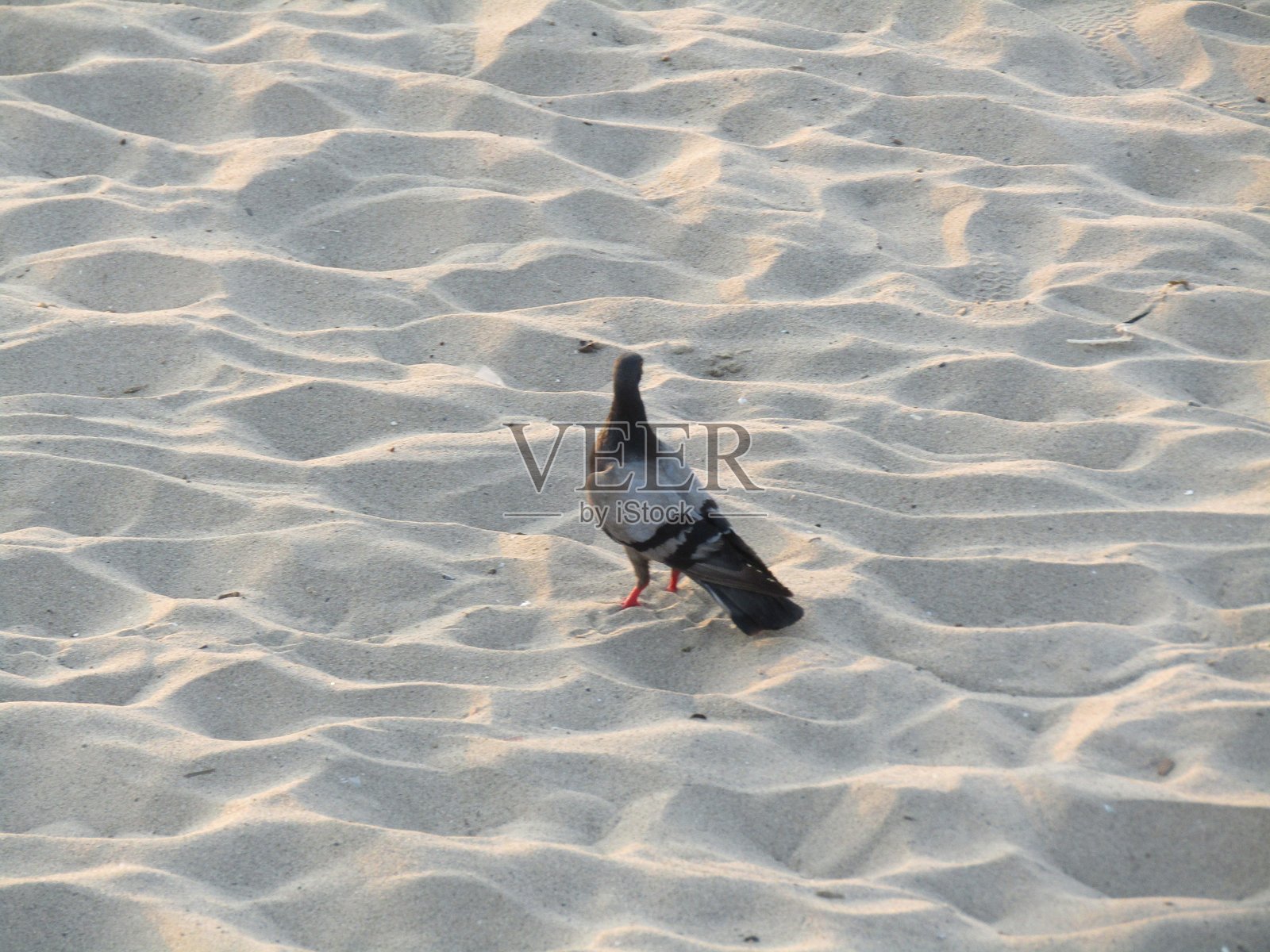 圣塔莫尼卡码头上的鸟类照片摄影图片