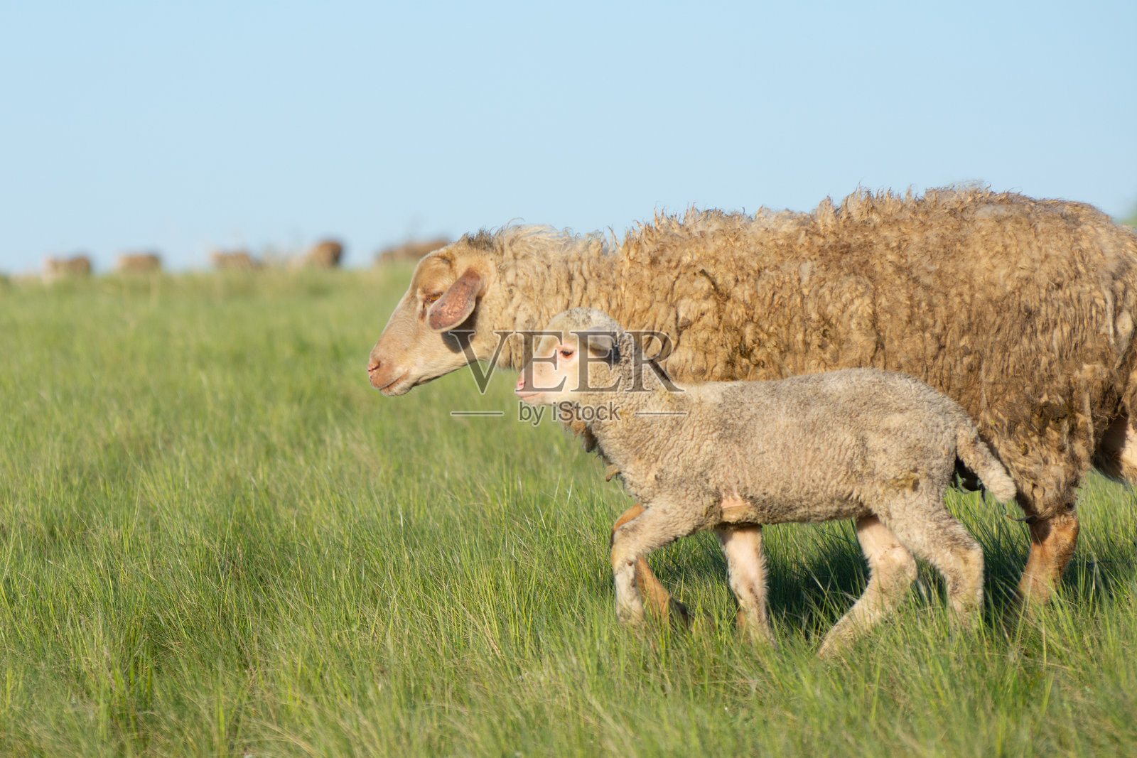羊和小羊在田野上吃草。明亮的晨光和草上的露珠。照片摄影图片