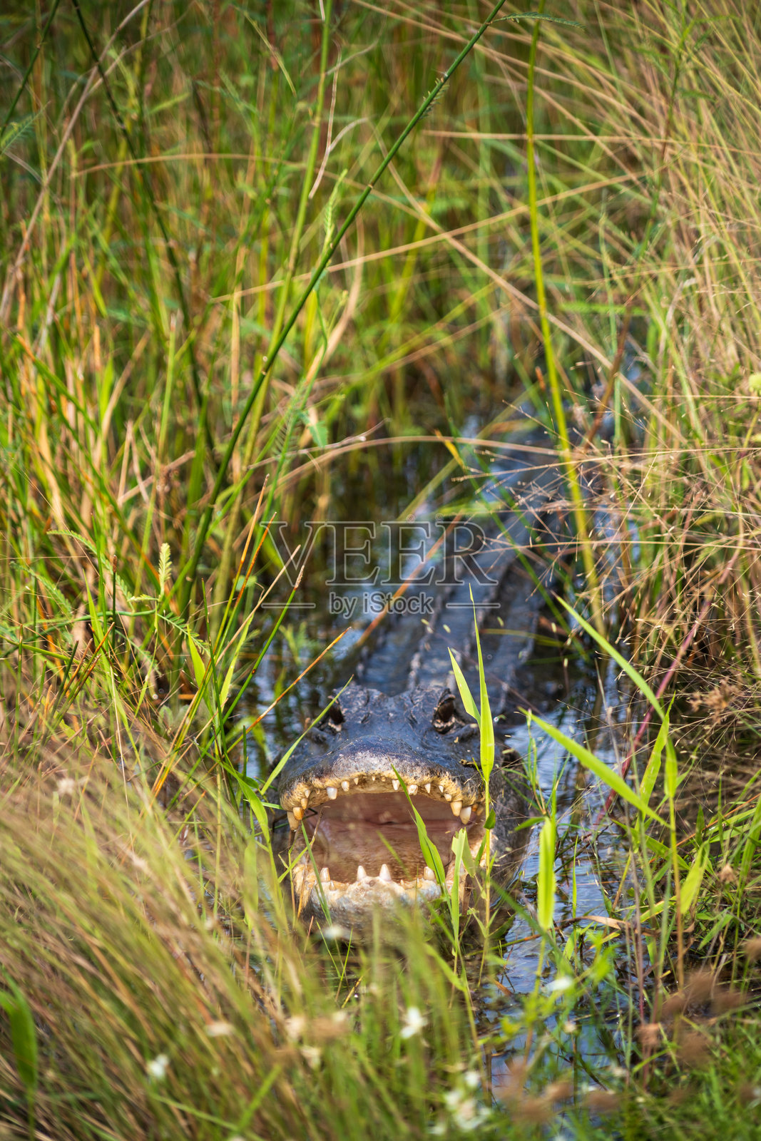 佛罗里达州埃弗格雷德斯国家公园， 美国照片摄影图片
