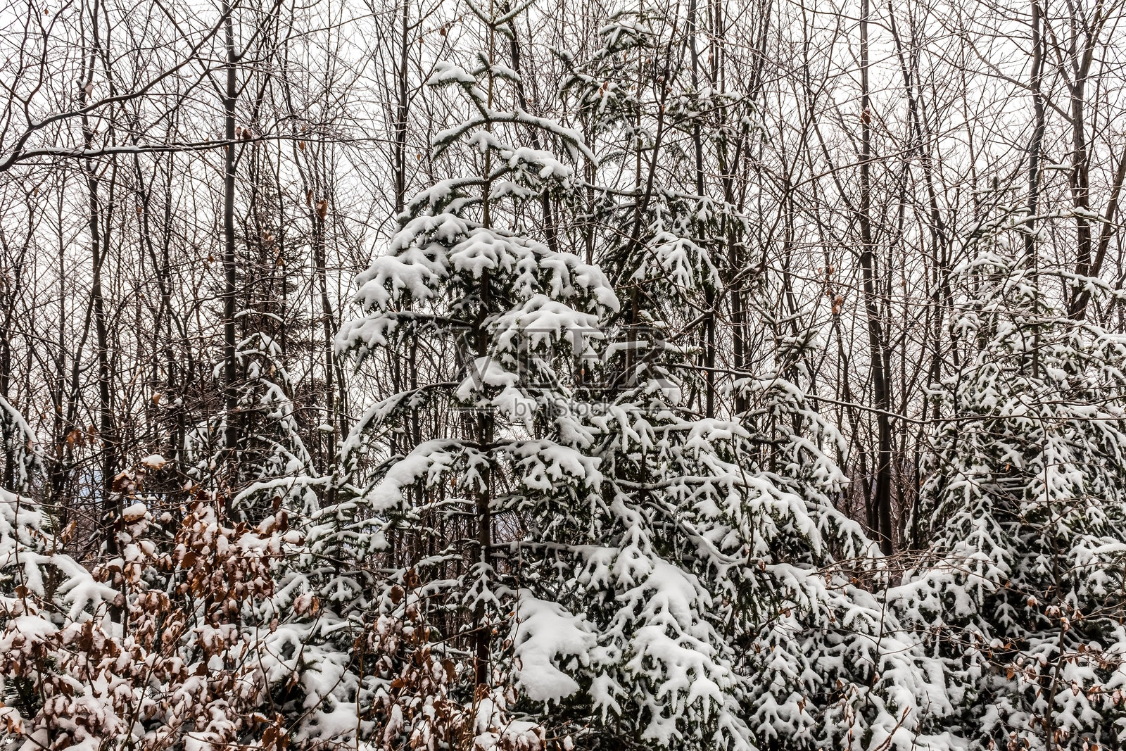 森林，喀尔巴阡山脉，自然照片 - 欧洲，东欧，罗马尼亚照片摄影图片
