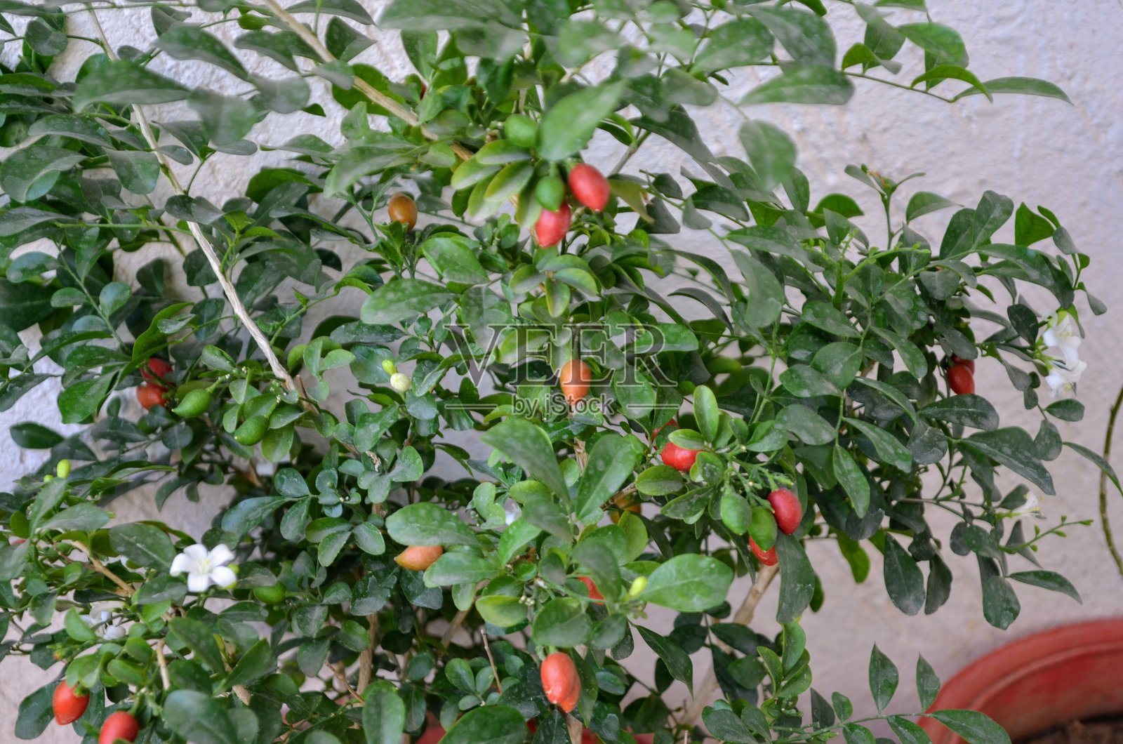 Murraya是芸香科的一种开花植物属。马杜卡米尼。羽状叶交替排列，具腺体，芳香且皮革质。白色花朵散发香气。红色浆果。照片摄影图片