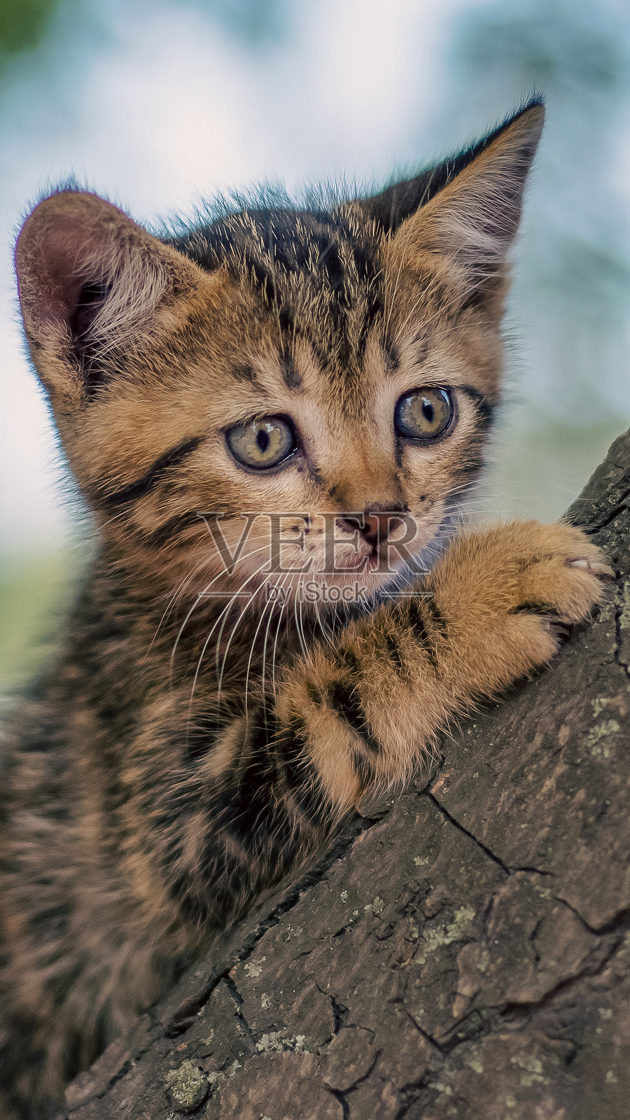 彩色虎斑小猫爬树照片摄影图片