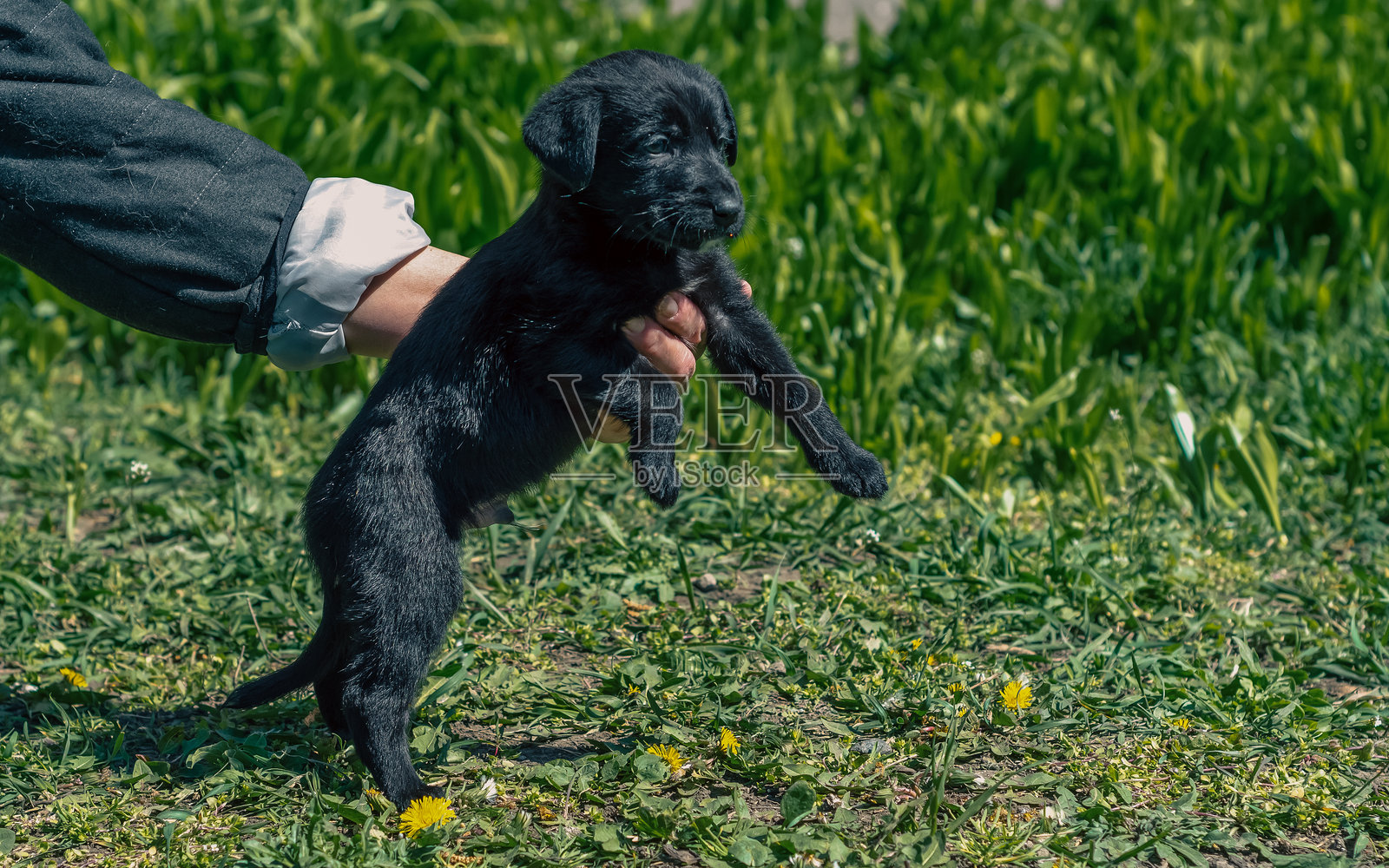 一只小黑色杂种小狗在女性手中，坐在开满蒲公英的绿色草坪上照片摄影图片