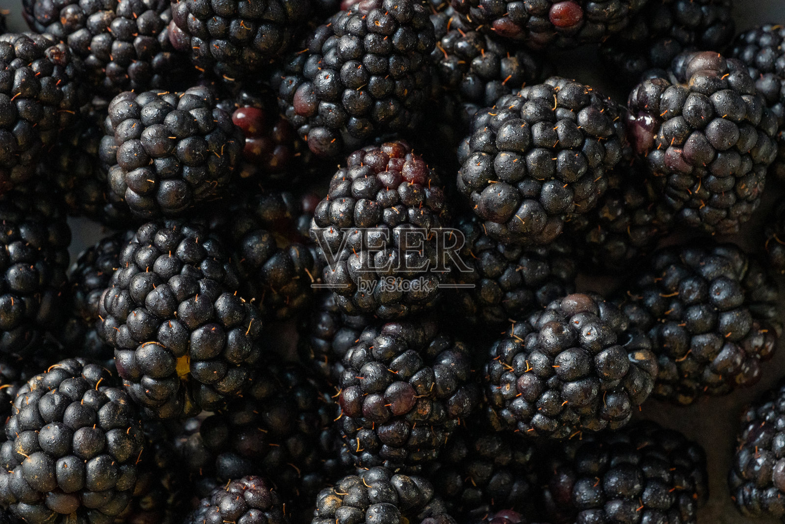 新鲜的黑莓，展现自然的纹理和细节照片摄影图片