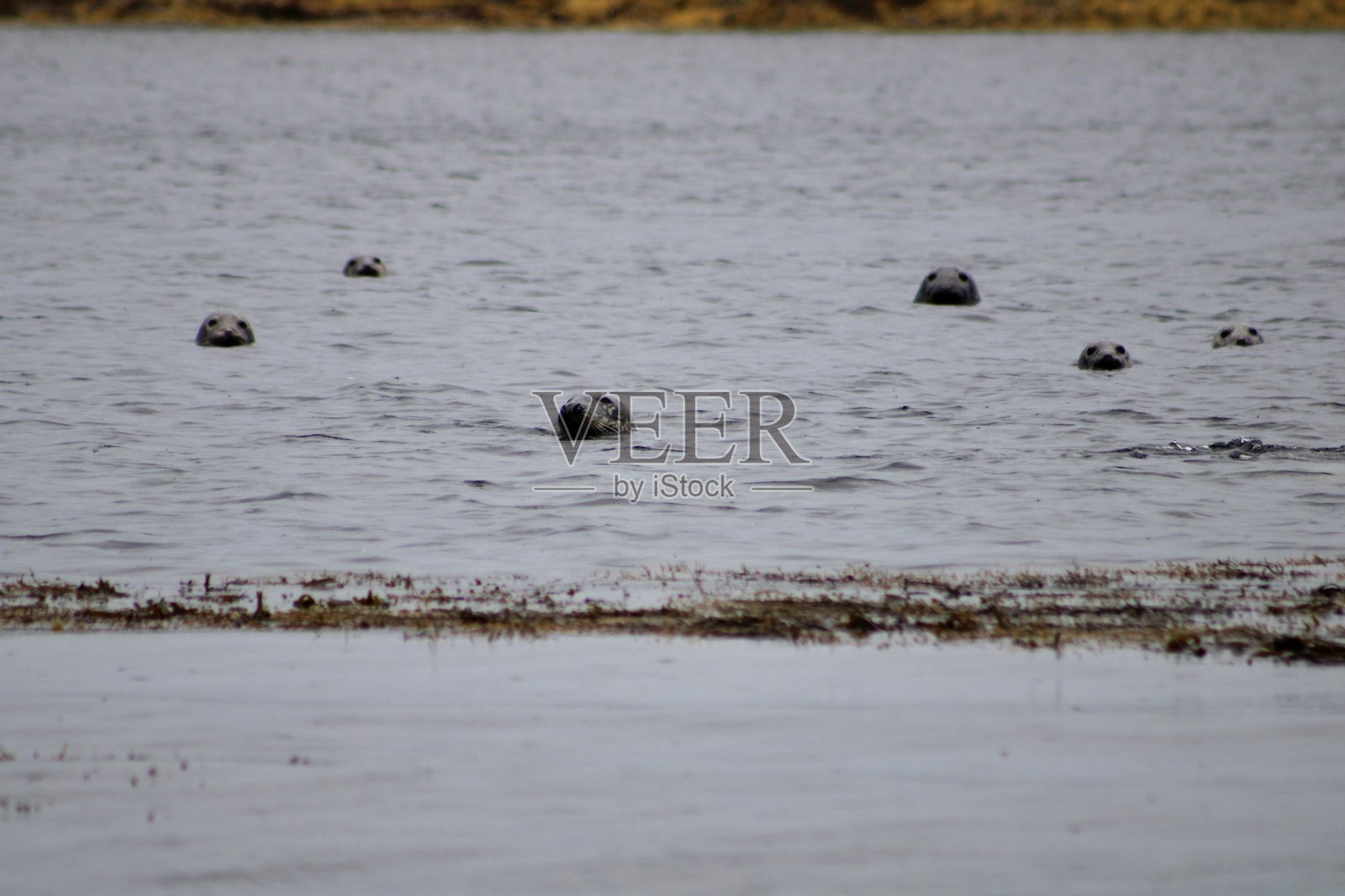 野生海豹照片摄影图片