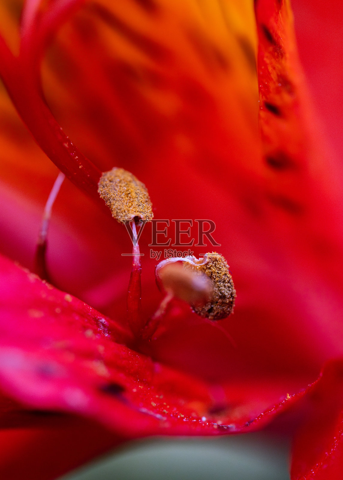 红色花朵的花药特写，覆盖着花粉，花瓣鲜艳夺目照片摄影图片