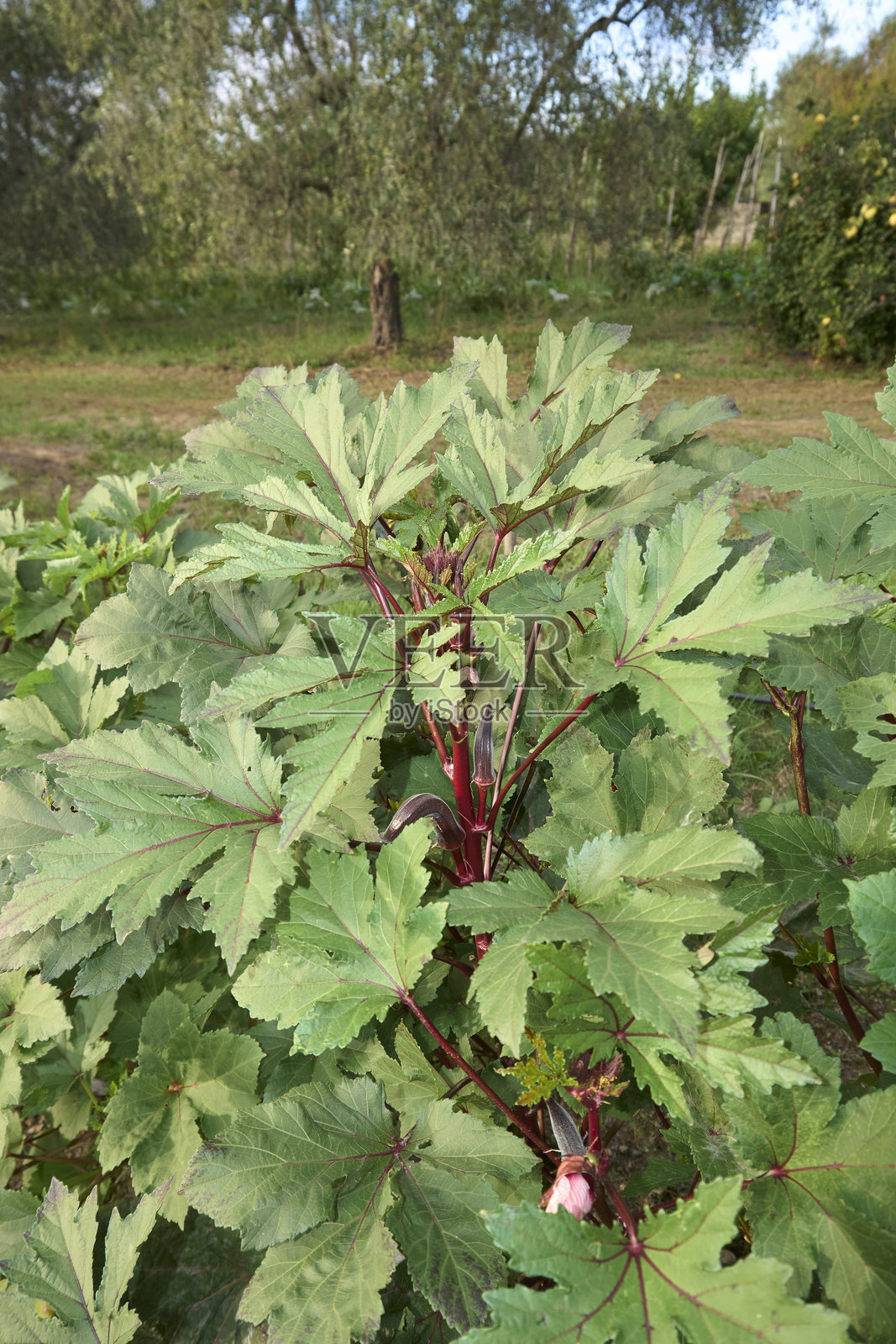 秋葵植物特写照片摄影图片