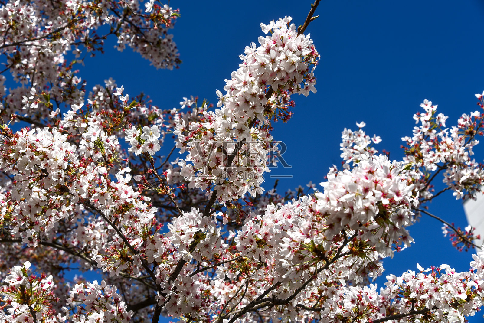 樱花与蓝天照片摄影图片