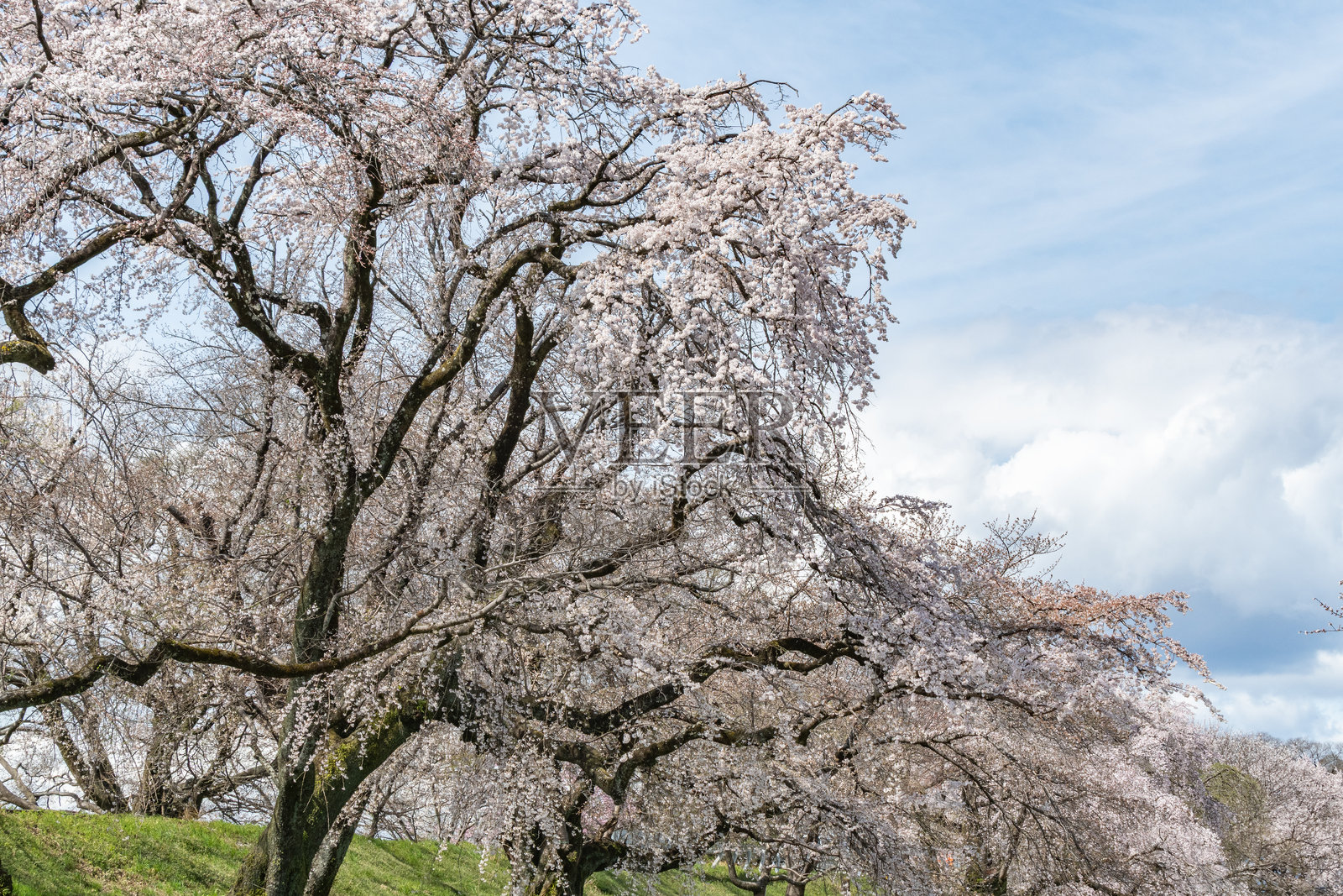 木曾川岸边的樱花树（爱知县一宫市）照片摄影图片