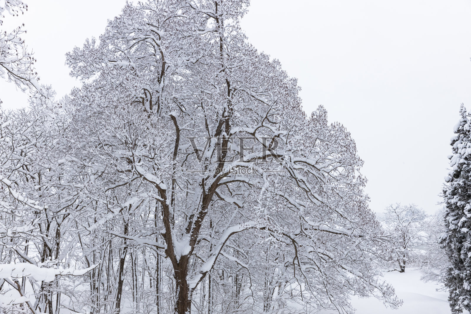 冬季森林照片摄影图片