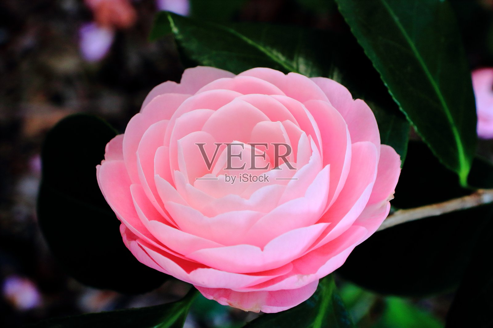 恋爱游戏山茶花，层叠花瓣的旋律照片摄影图片