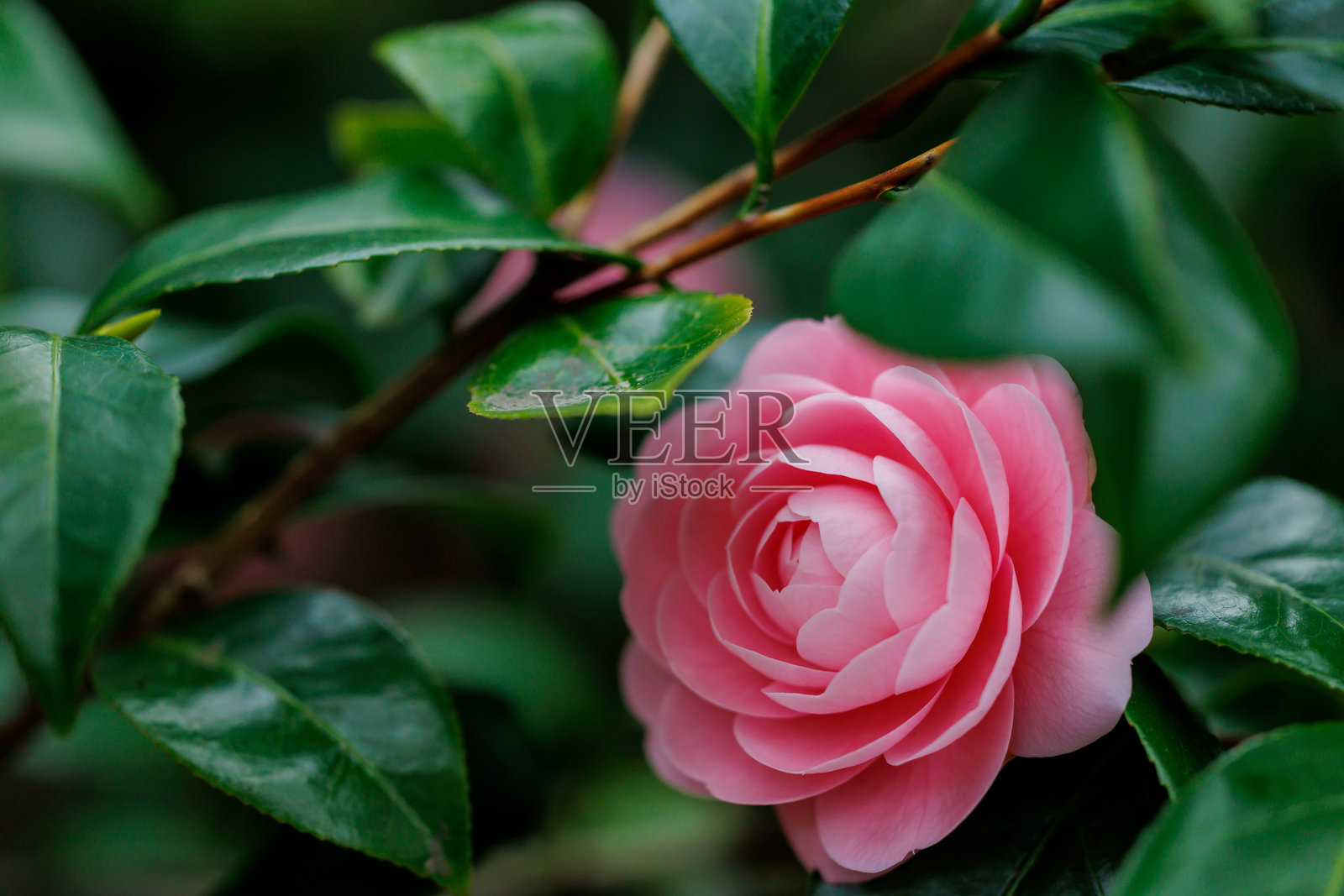 山茶花照片摄影图片