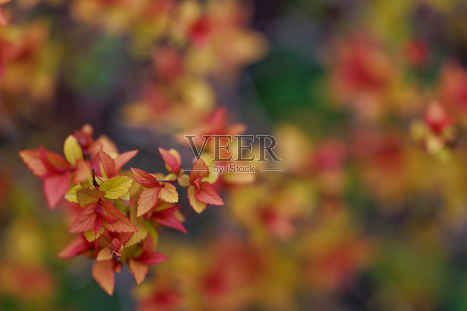 叶子照片摄影图片