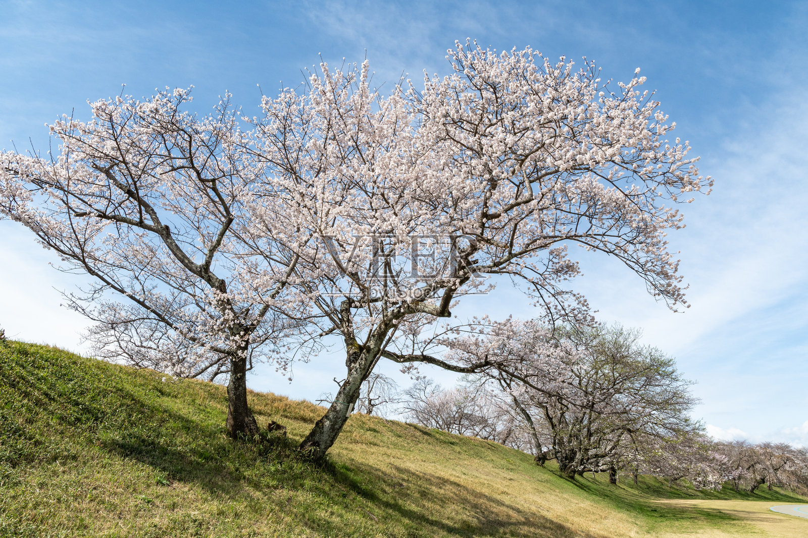 木曾川岸边的樱花树（爱知县一宫市）照片摄影图片