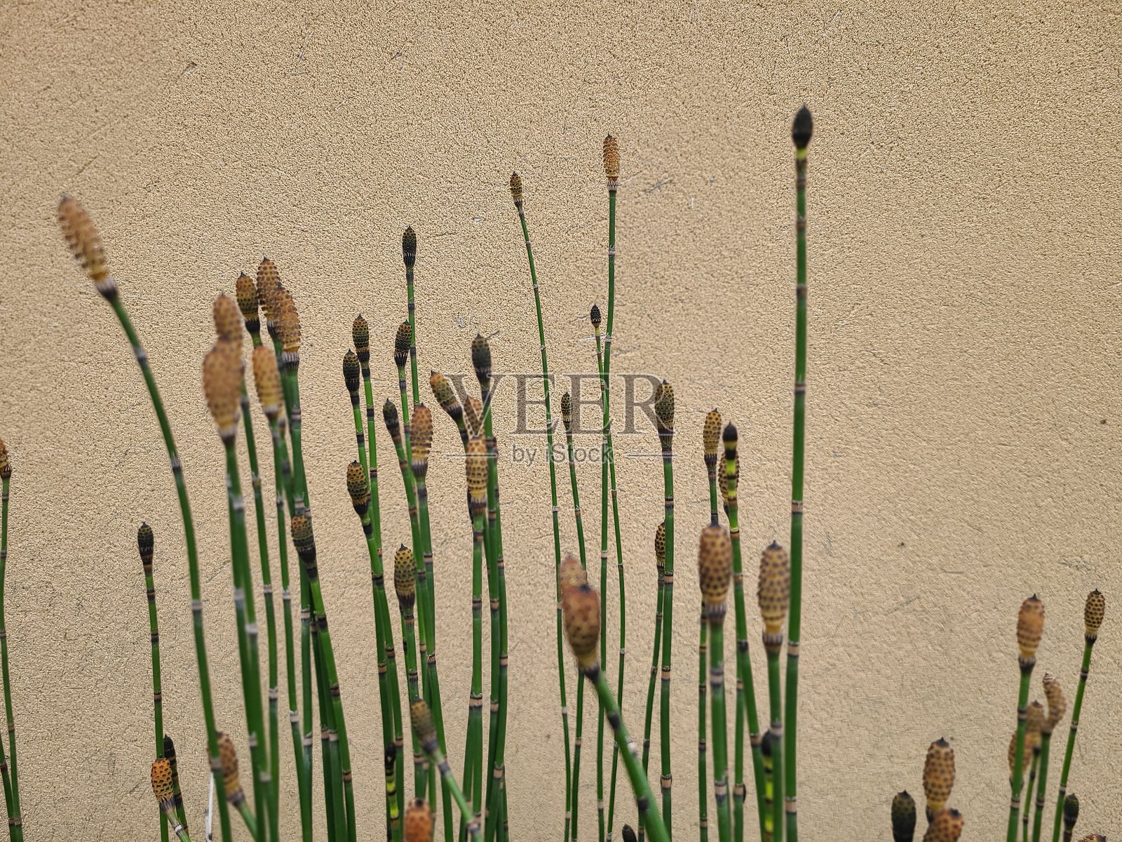 竹笋照片摄影图片