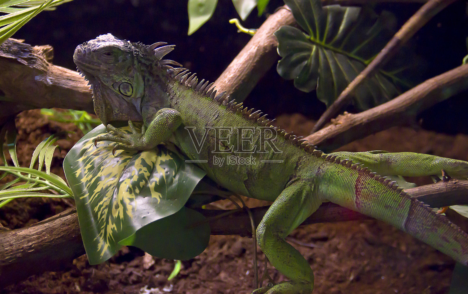 绿鬣蜥照片摄影图片