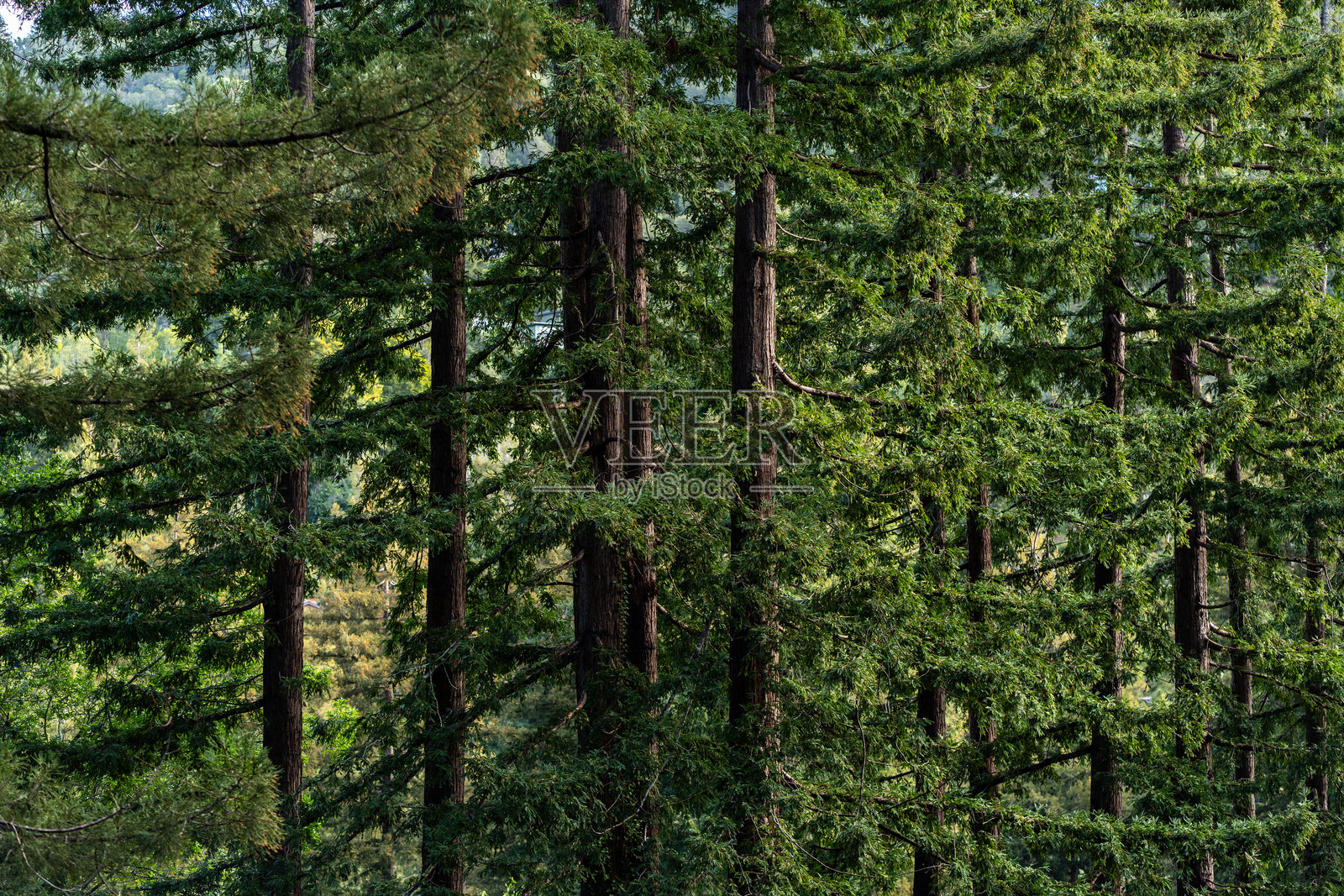 米尔谷的红杉树照片摄影图片