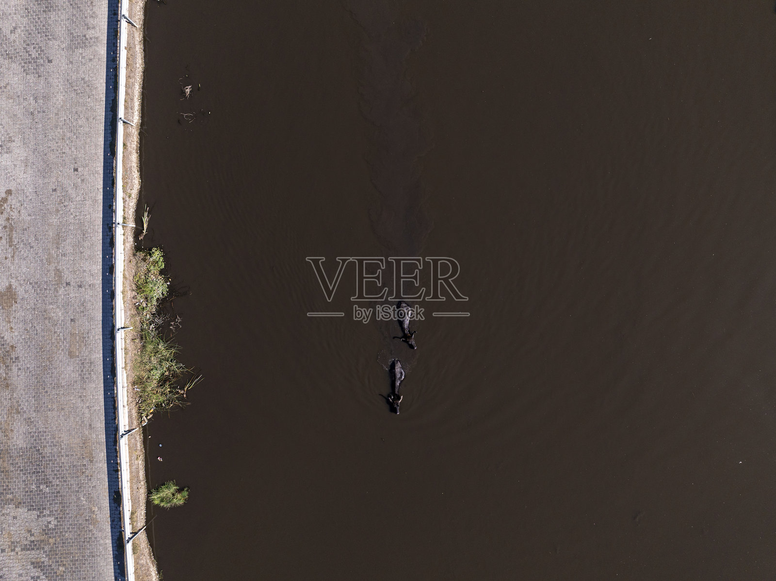 水牛在水中照片摄影图片