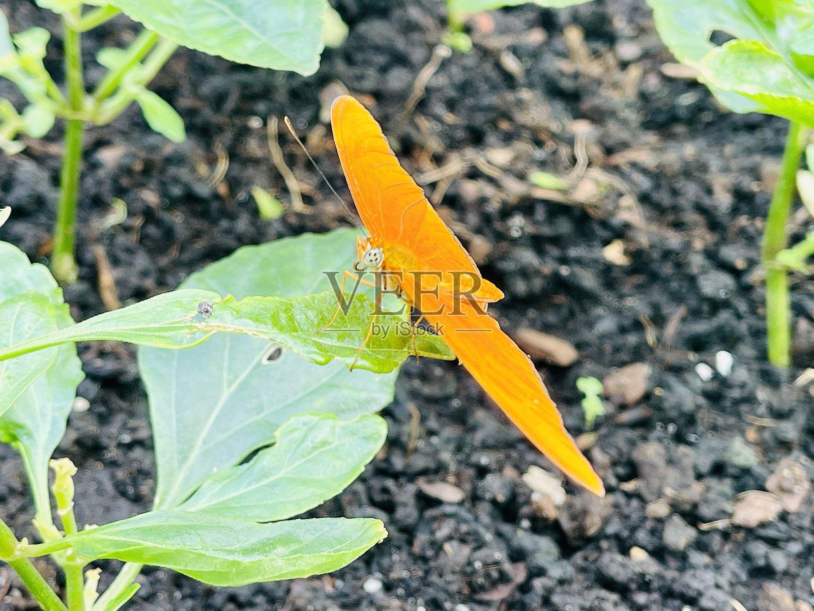 蝴蝶照片摄影图片