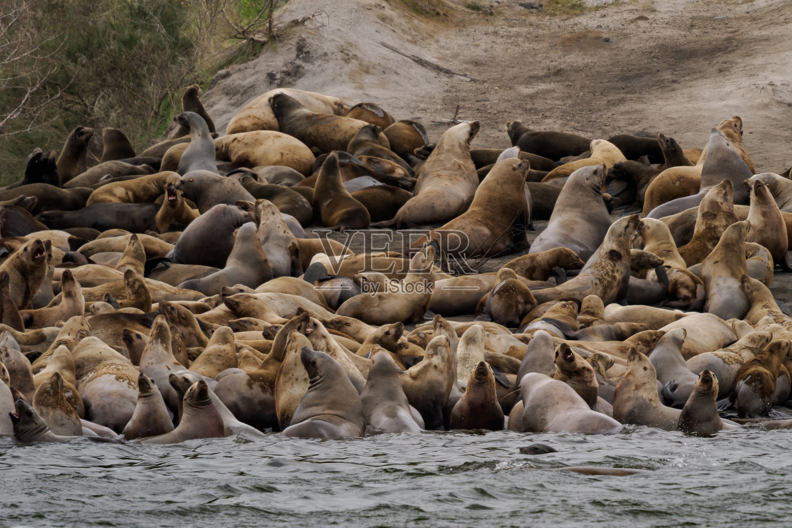 海狮群落，卡尔茨河，鳀鱼洄游，华盛顿州照片摄影图片