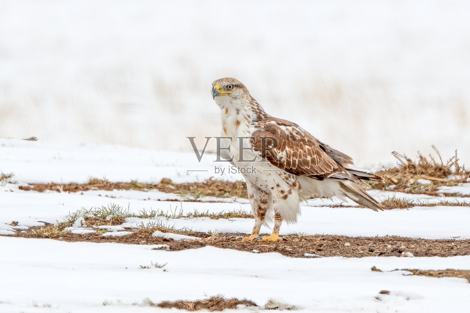 铁锈鹰在美国蒙大拿州黄石国家公园猎食照片摄影图片