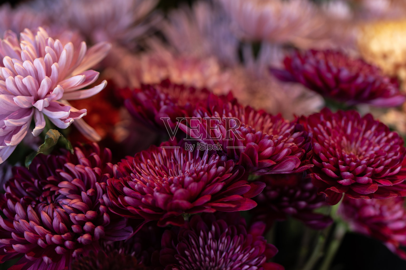 粉色菊花照片摄影图片