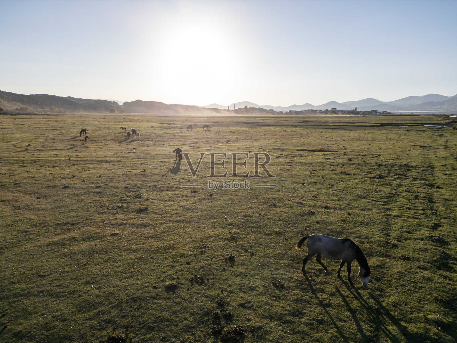 马在进食照片摄影图片