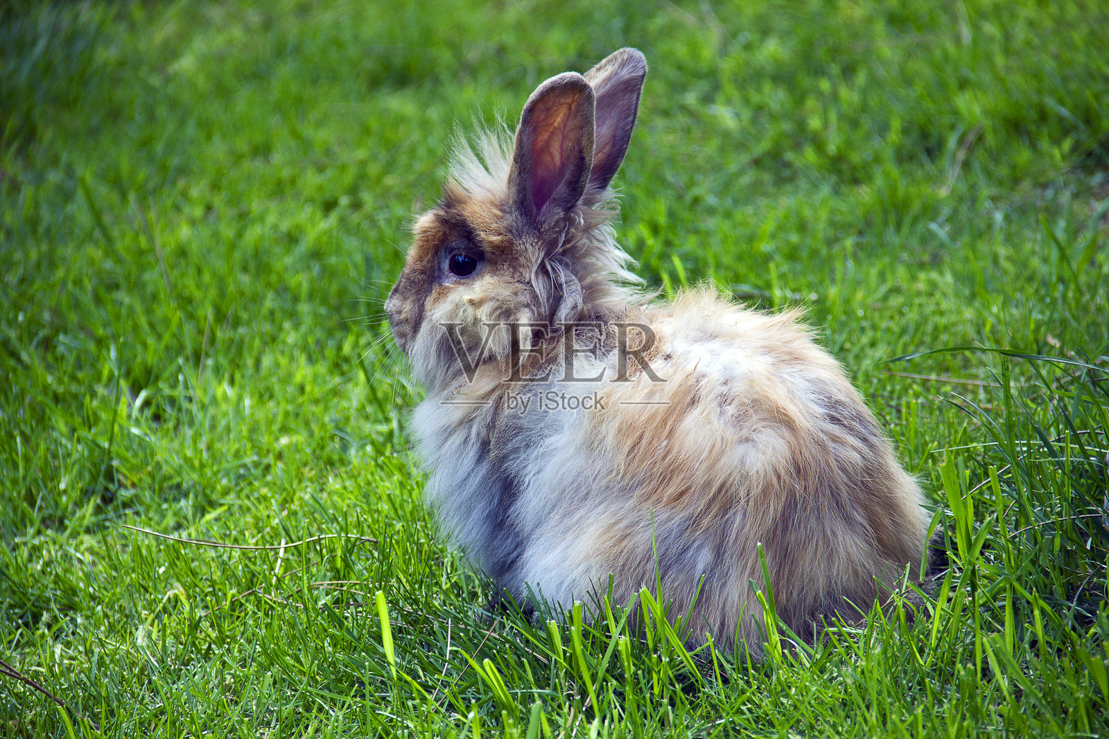 草地上的欧亚野兔照片摄影图片