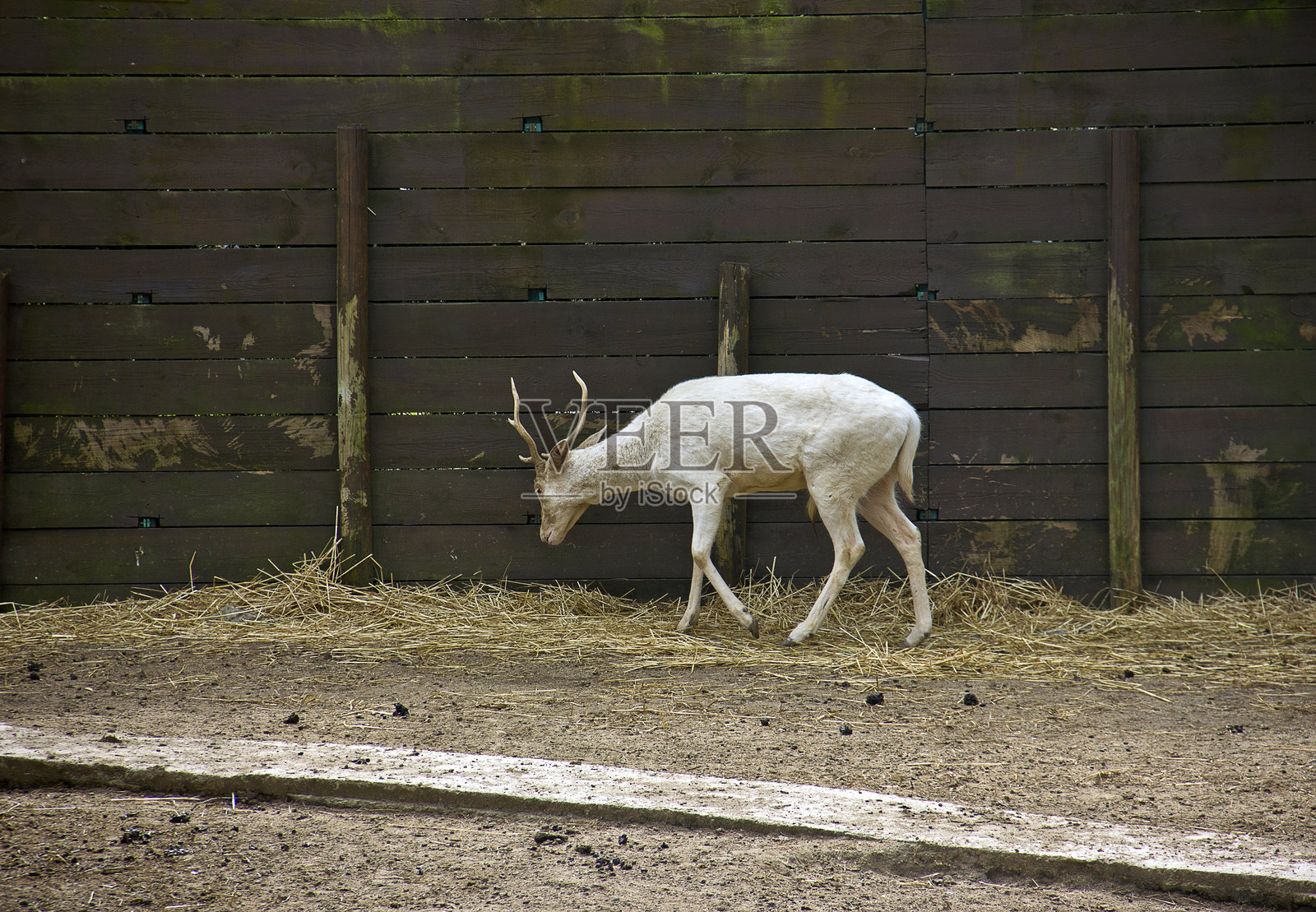 梅花鹿 Dama dama照片摄影图片