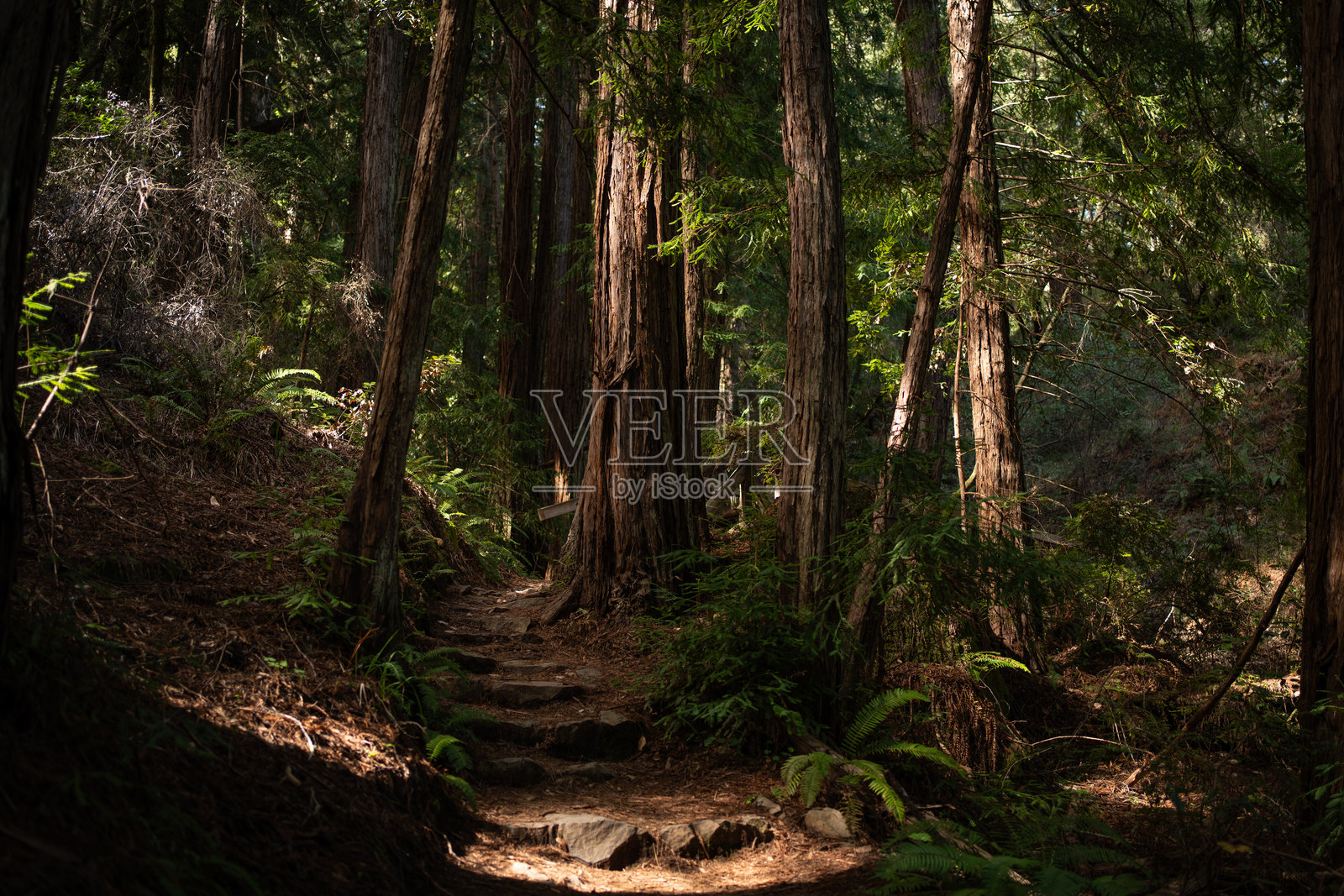 穆尔森林中的红杉树照片摄影图片