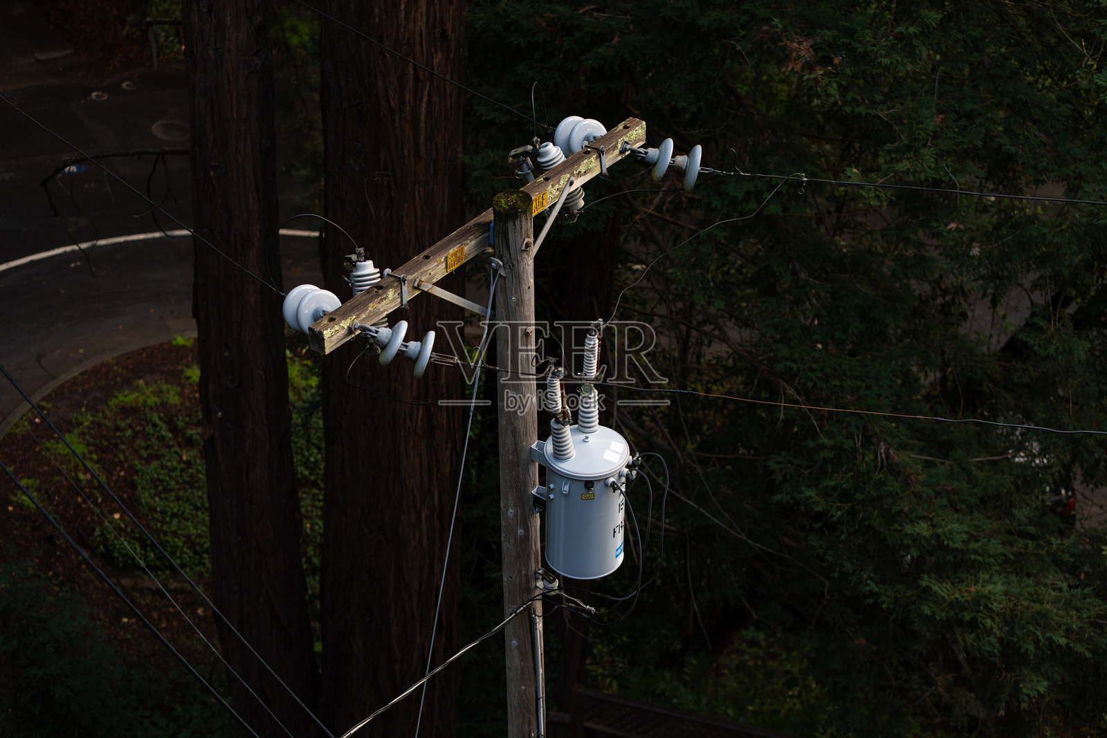 穆尔森林中的电线杆照片摄影图片