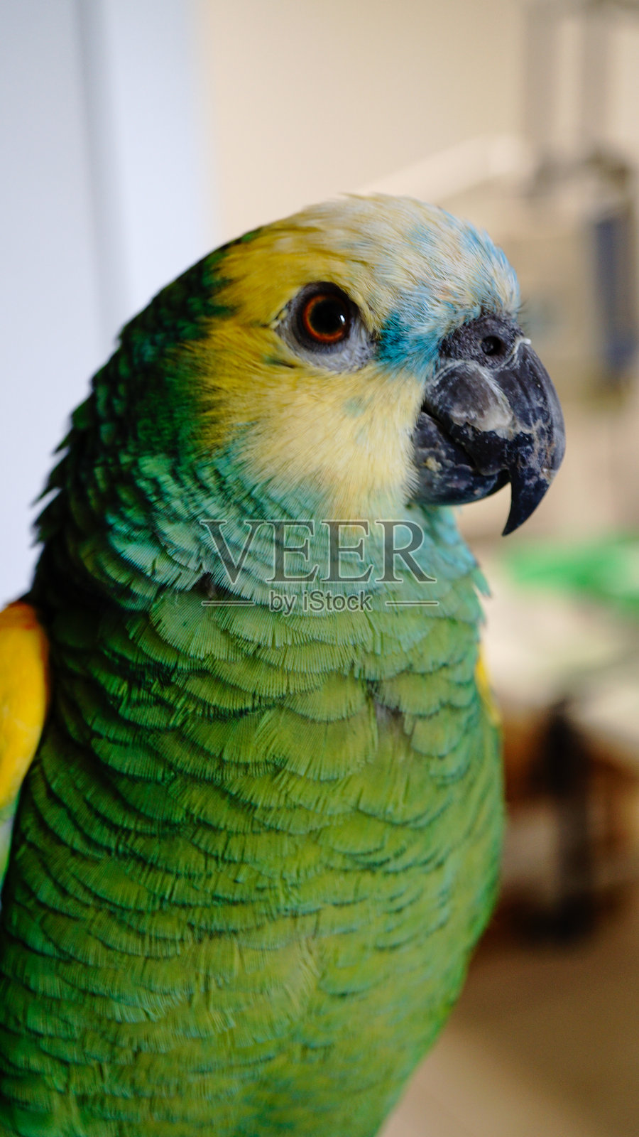 蓝额亚马逊鹦鹉坐在桌子上照片摄影图片