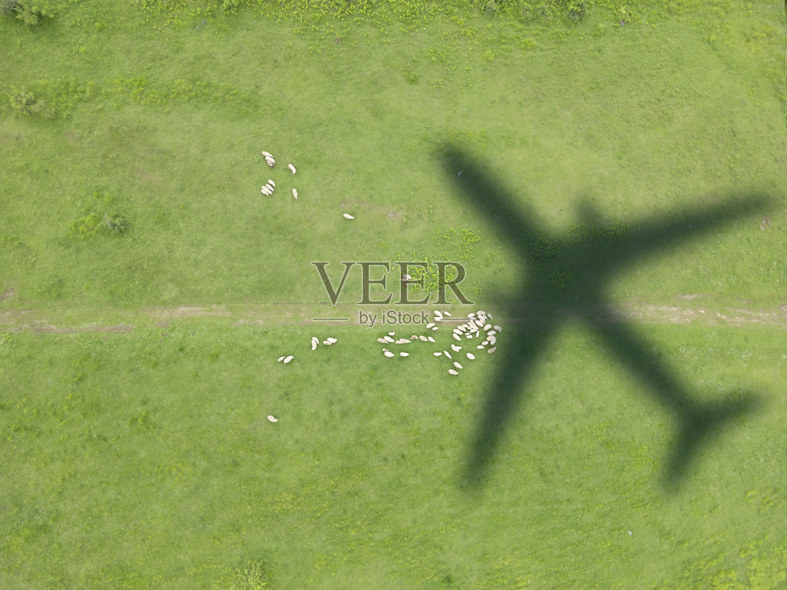阴影飞机飞过一群羊。照片摄影图片