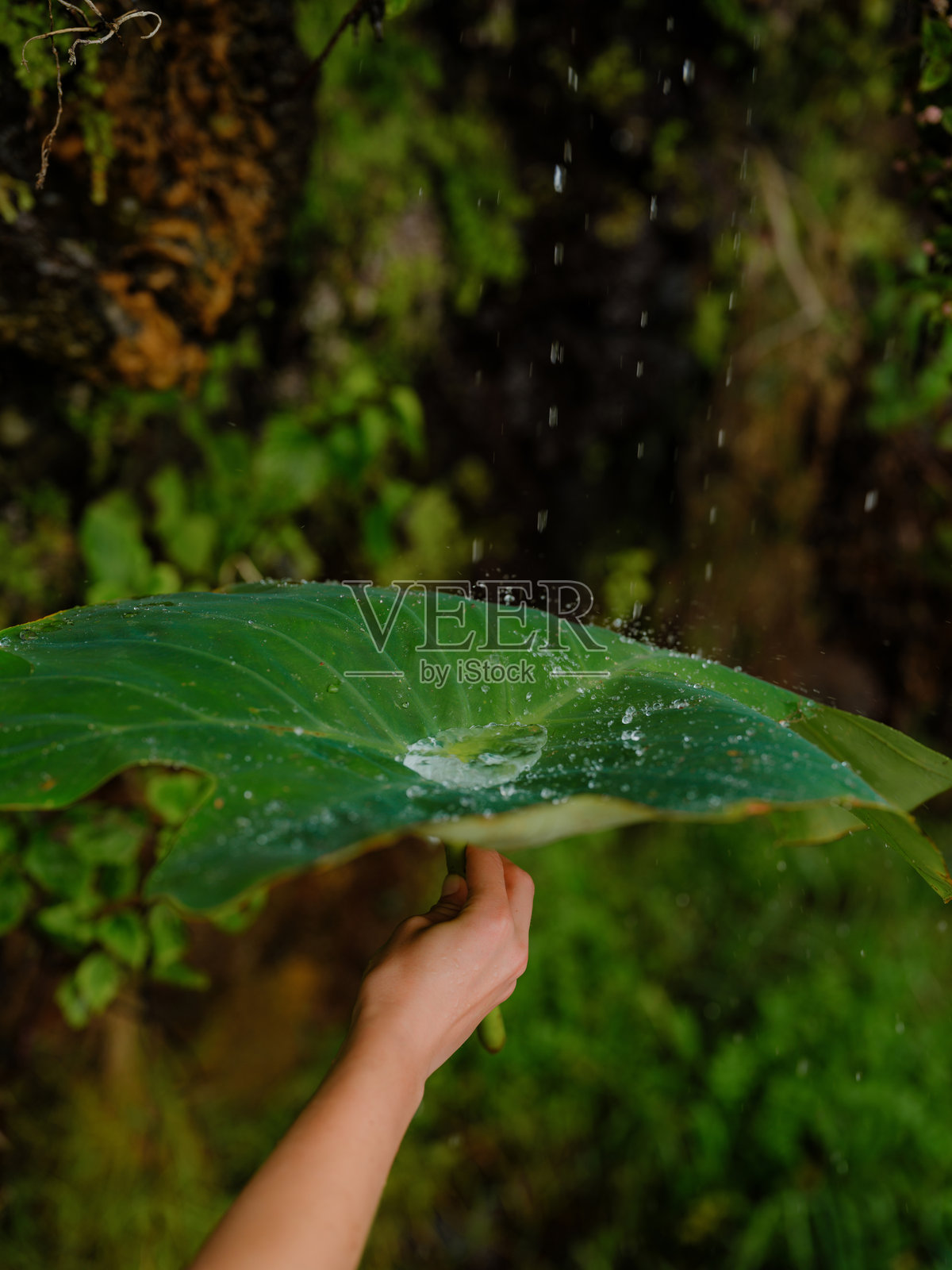 瀑布水滴下的芋头叶照片摄影图片