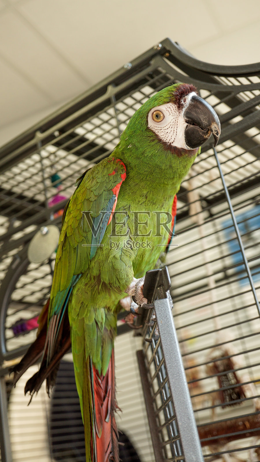 红额亚马逊鹦鹉栖息在笼子前面照片摄影图片