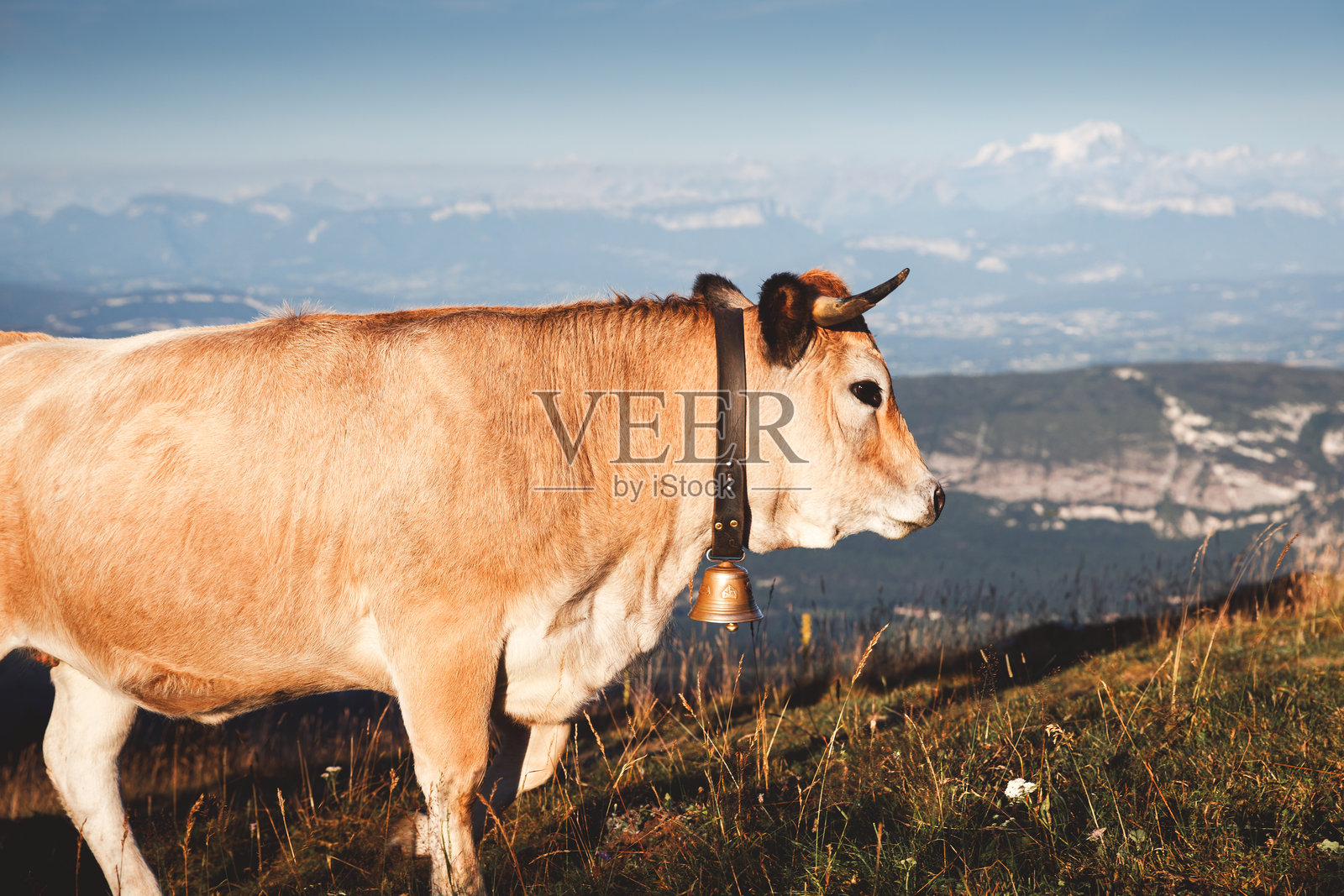 阿尔卑斯阿布拉克牛在夏季的法国阿尔卑斯山牧场上吃草，背景是勃朗峰山脉。照片摄影图片